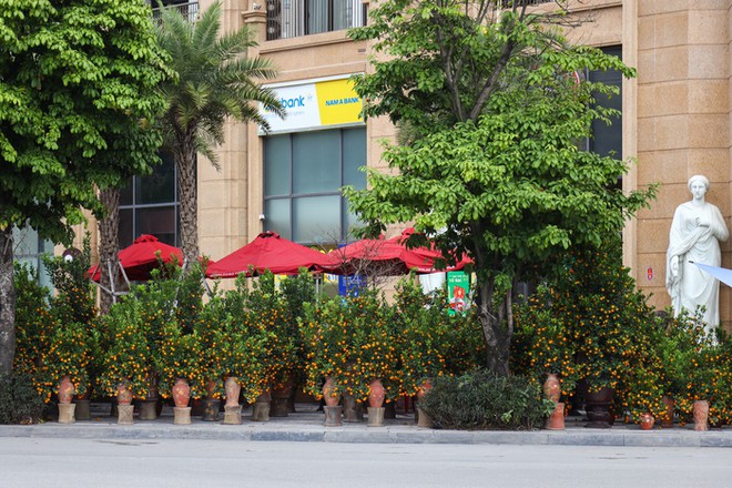 H&agrave; Nội: Cặp quất d&aacute;ng rồng hơn 200 triệu đồng xuống phố, chờ đại gia chi tiền - Ảnh 12.