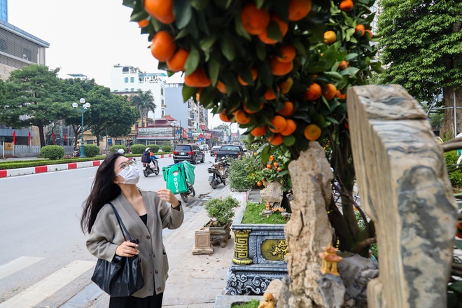 H&agrave; Nội: Cặp quất d&aacute;ng rồng hơn 200 triệu đồng xuống phố, chờ đại gia chi tiền - Ảnh 9.
