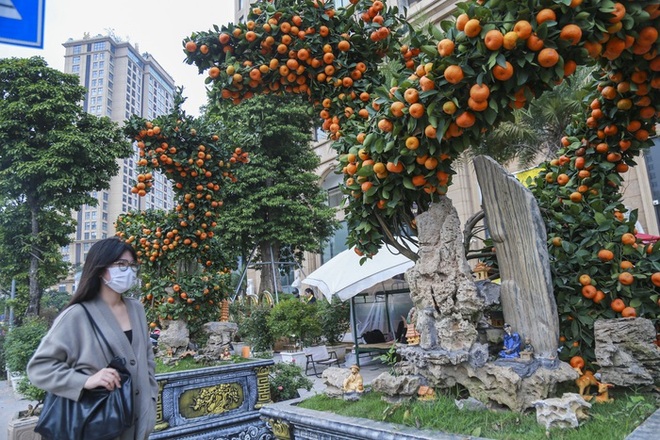 H&agrave; Nội: Cặp quất d&aacute;ng rồng hơn 200 triệu đồng xuống phố, chờ đại gia chi tiền - Ảnh 7.