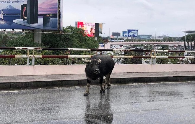 Trâu đi lạc vào sân bay Nội Bài - Ảnh 2.