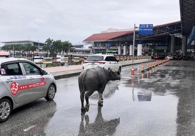 Trâu đi lạc vào sân bay Nội Bài - Ảnh 1.