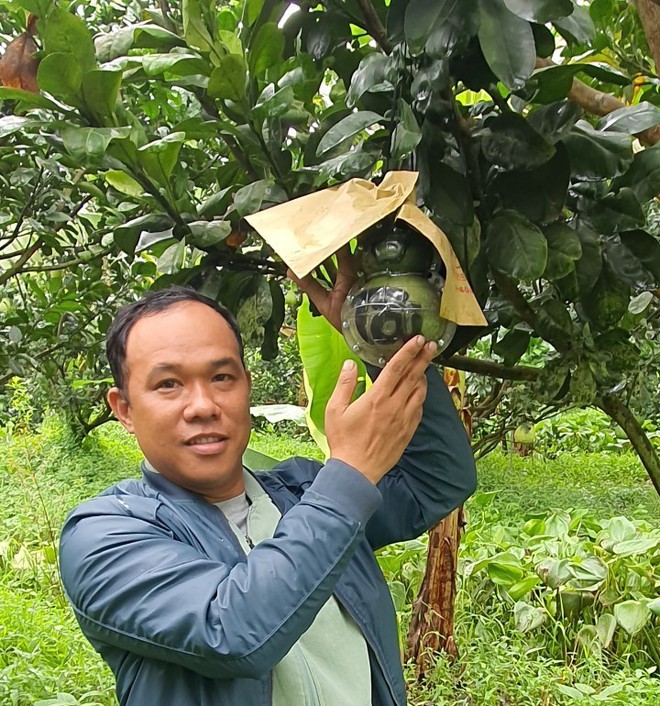 Bưởi hình hồ lô, thỏi vàng ở miền Tây giá hơn 1 triệu đồng/cặp chưng Tết - Ảnh 1.