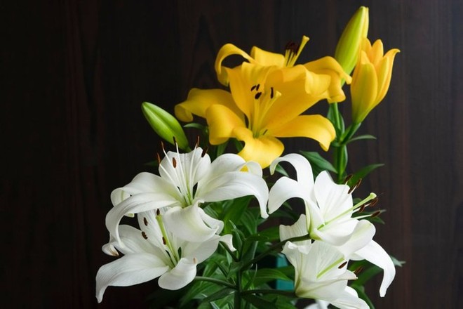 Cẩn thận các loại hoa trưng bày trong ngày Tết có thể gây dị ứng cho gia đình - Ảnh 2.