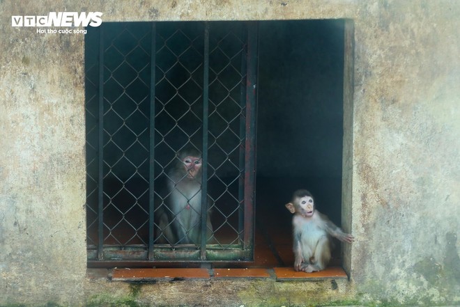 Vườn thú Hà Nội nói gì trước thông tin khỉ gầy trơ xương, chịu rét 10 độ C? - Ảnh 6.