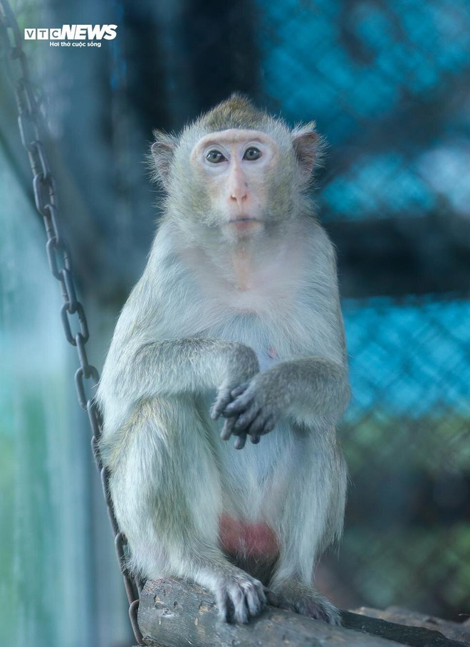 Vườn thú Hà Nội nói gì trước thông tin khỉ gầy trơ xương, chịu rét 10 độ C? - Ảnh 5.