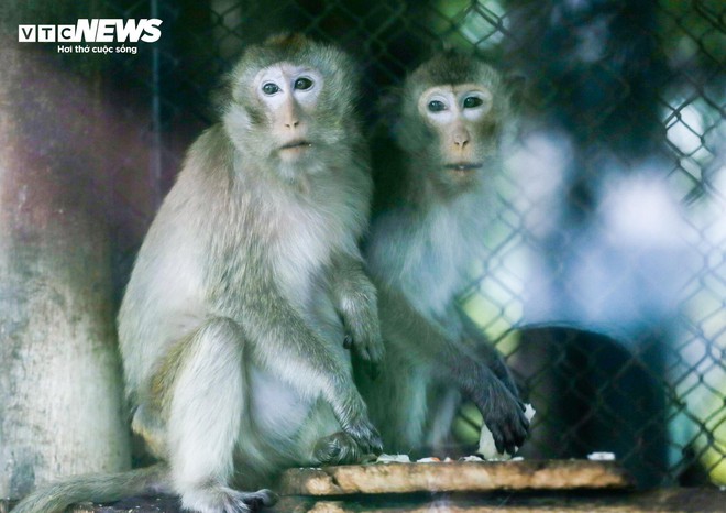 Vườn thú Hà Nội nói gì trước thông tin khỉ gầy trơ xương, chịu rét 10 độ C? - Ảnh 4.