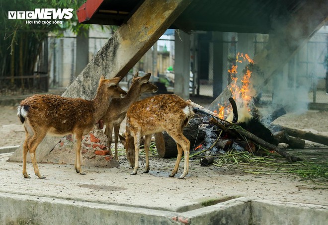 Vườn thú Hà Nội nói gì trước thông tin khỉ gầy trơ xương, chịu rét 10 độ C? - Ảnh 15.