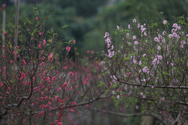 Đến khám phá vườn đào Nhật Tân rực rỡ sắc màu của Tết - Ảnh 10.