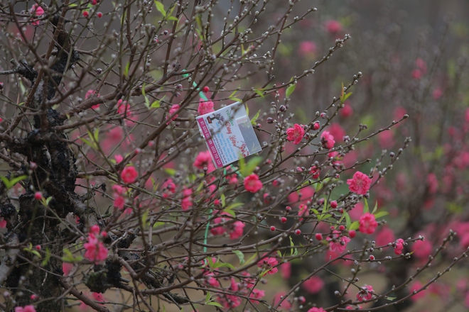 Đến khám phá vườn đào Nhật Tân rực rỡ sắc màu của Tết - Ảnh 6.