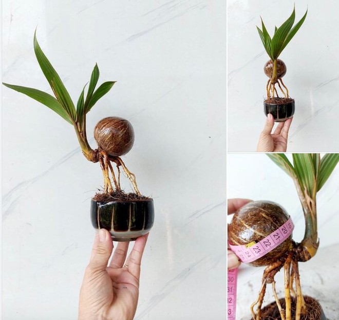 Dừa bonsai độc lạ đắt như tôm tươi dịp Tết - Ảnh 2.