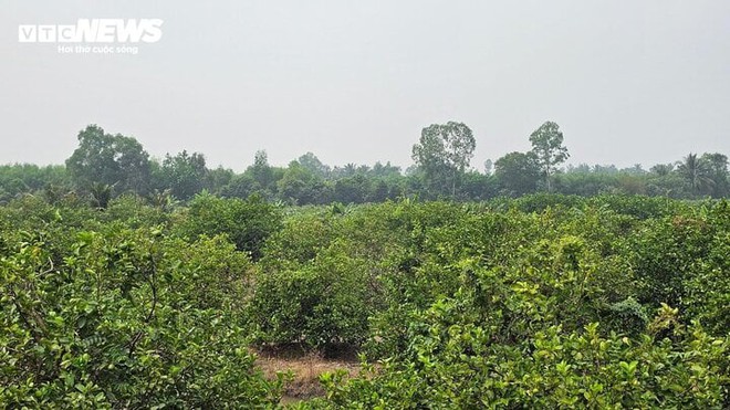 Chủ qu&aacute;n b&agrave;ng ho&agrave;ng kể 4 giờ gi&aacute;p mặt nghi phạm giết người ở TP.HCM - Ảnh 4.