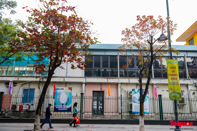 C&oacute; một H&agrave; Nội đẹp lạ, l&atilde;ng mạn m&ugrave;a c&acirc;y b&agrave;ng l&aacute; đỏ - Ảnh 6.