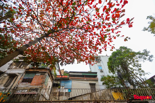 C&oacute; một H&agrave; Nội đẹp lạ, l&atilde;ng mạn m&ugrave;a c&acirc;y b&agrave;ng l&aacute; đỏ - Ảnh 3.