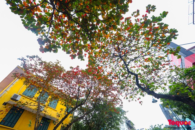 C&oacute; một H&agrave; Nội đẹp lạ, l&atilde;ng mạn m&ugrave;a c&acirc;y b&agrave;ng l&aacute; đỏ - Ảnh 13.