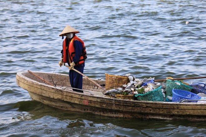 Người dân Thủ Đô nói "không thở được" vì cá chết bốc mùi hôi nồng nặc ở Hồ Tây- Ảnh 14.