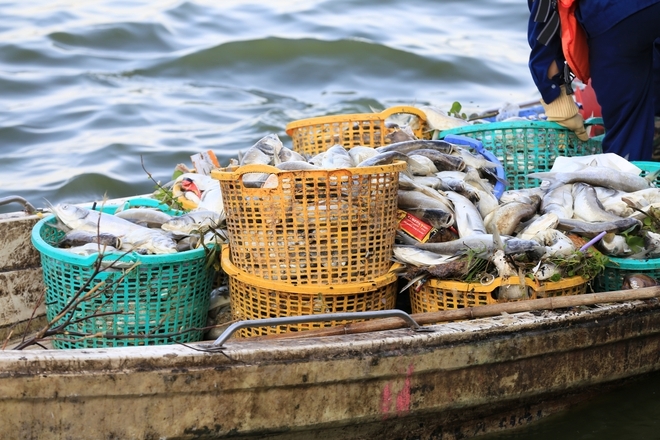 Người dân Thủ Đô nói "không thở được" vì cá chết bốc mùi hôi nồng nặc ở Hồ Tây- Ảnh 15.