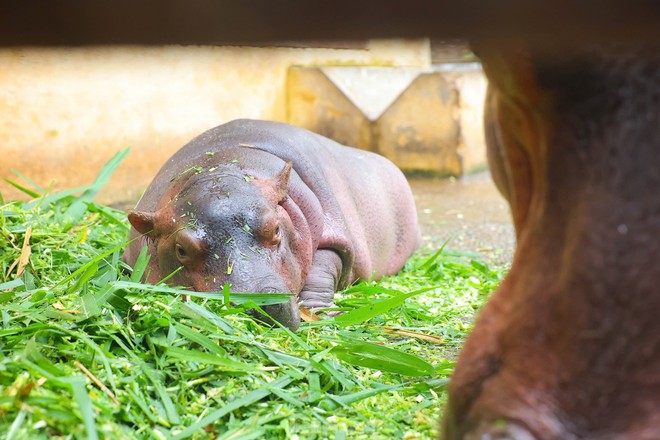 'Đột nhập' vườn thú Hà Nội xem hà mã baby siêu dễ thương- Ảnh 9.