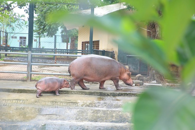 'Đột nhập' vườn thú Hà Nội xem hà mã baby siêu dễ thương- Ảnh 7.