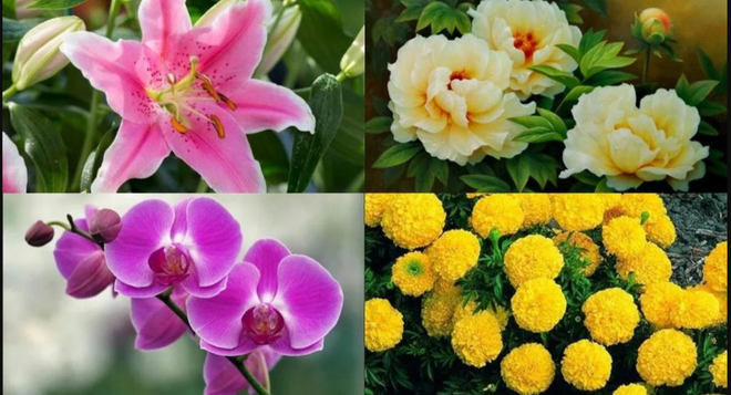 4 loại hoa kh&ocirc;ng n&ecirc;n c&uacute;ng &ocirc;ng C&ocirc;ng &ocirc;ng T&aacute;o 2024 - Ảnh 1.