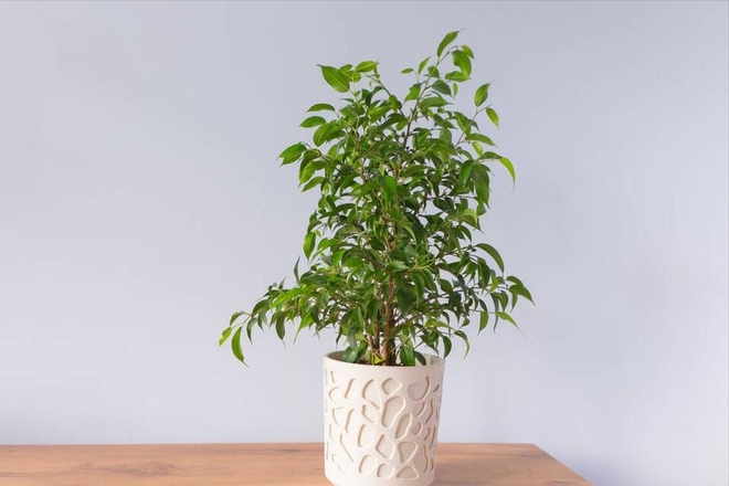 Muốn cả năm may mắn, phúc lộc gõ cửa, hãy lưu ý điều này cho không gian ...
