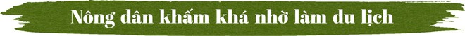 Lạ đời du kh&aacute;ch bỏ tiền vọc đất trồng rau, n&ocirc;ng d&acirc;n &lsquo;bắn&rsquo; tiếng Anh như gi&oacute; - Ảnh 5.