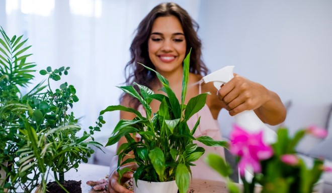 5 điều bạn nhất định phải biết khi trồng c&acirc;y trong nh&agrave; nếu kh&ocirc;ng muốn phạm v&agrave;o phong thủy - Ảnh 5.