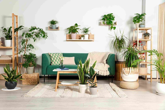 5 điều bạn nhất định phải biết khi trồng c&acirc;y trong nh&agrave; nếu kh&ocirc;ng muốn phạm v&agrave;o phong thủy - Ảnh 4.