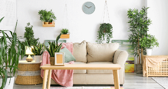 5 điều bạn nhất định phải biết khi trồng c&acirc;y trong nh&agrave; nếu kh&ocirc;ng muốn phạm v&agrave;o phong thủy - Ảnh 1.