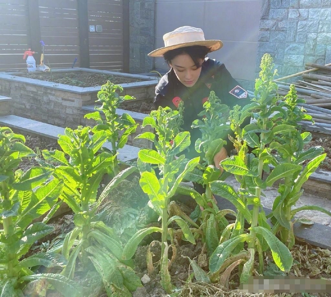 Chị đẹp xứ Trung nổi rần rần trên mạng xã hội nhờ tự tay vun trồng một vườn rau đẹp như truyện cổ tích - Ảnh 8.