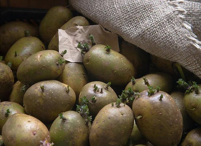 Người đ&agrave;n &ocirc;ng bỗng mắc ung thư dạ d&agrave;y, b&aacute;c sĩ cảnh b&aacute;o 2 loại khoai cực độc cần tr&aacute;nh xa - Ảnh 3.