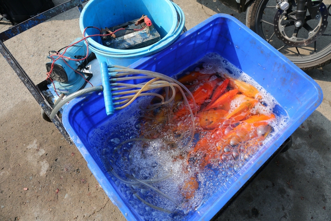 Tàu kiểm ngư, cảnh sát được huy động ngăn chặn chích điện vớt cá ngày ông Táo ở TPHCM - Ảnh 12.