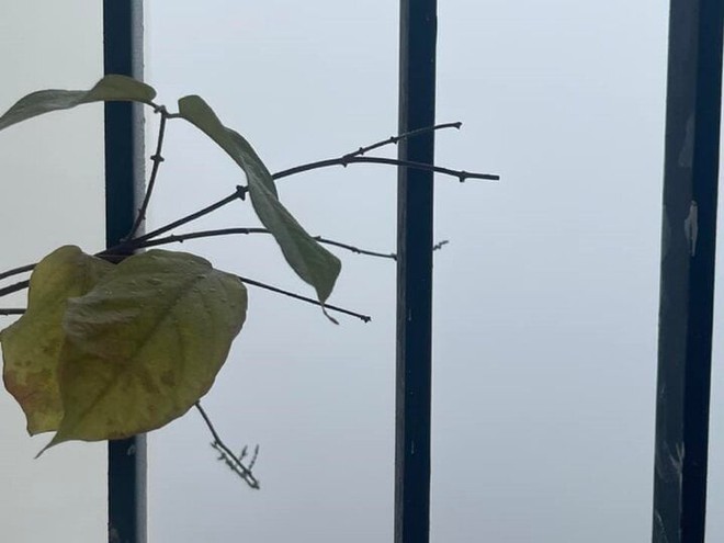 D&acirc;n mạng h&agrave;o hứng săn m&acirc;y từ ban c&ocirc;ng H&agrave; Nội - Ảnh 6.