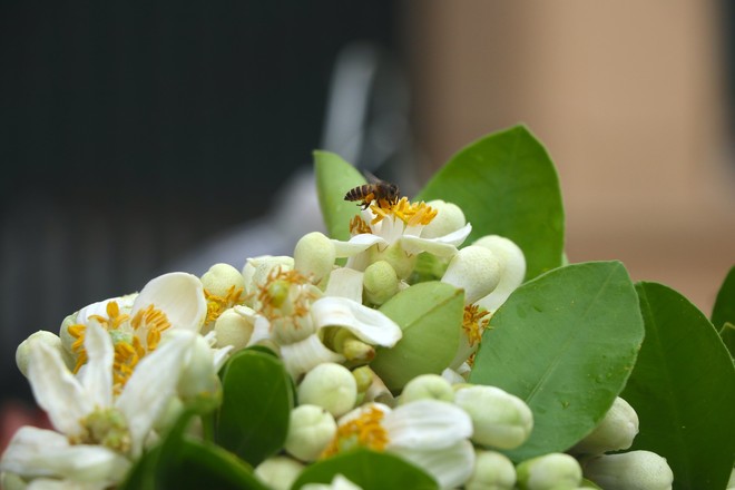 Hoa bưởi đầu mùa giá tới nửa triệu đồng/kg vẫn hút khách Hà Thành - Ảnh 10.