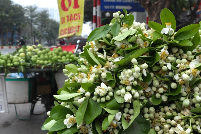 Hoa bưởi đầu mùa giá tới nửa triệu đồng/kg vẫn hút khách Hà Thành - Ảnh 1.