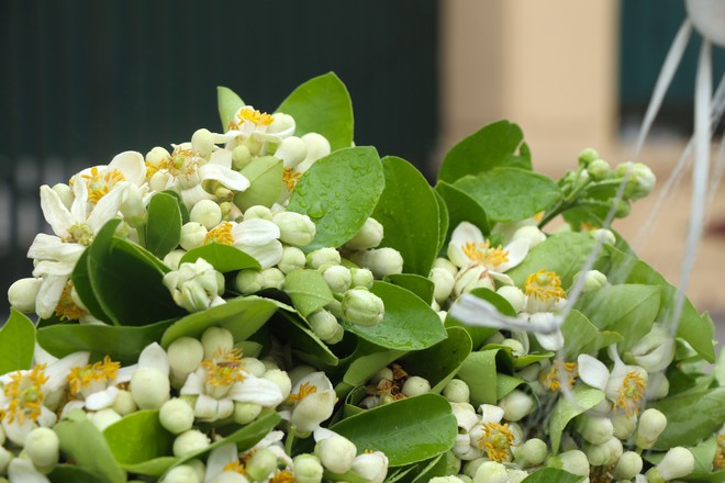 Hoa bưởi đầu mùa giá tới nửa triệu đồng/kg vẫn hút khách Hà Thành - Ảnh 4.