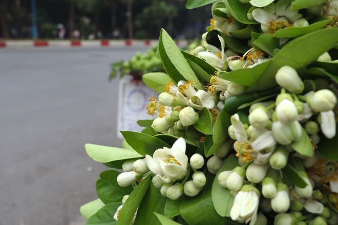 Hoa bưởi đầu mùa giá tới nửa triệu đồng/kg vẫn hút khách Hà Thành - Ảnh 2.