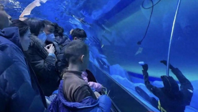 Trung Quốc: Một thợ lặn chết đuối ngay trong thủy cung, nhiều du khách đứng xem còn tưởng là hình nộm - Ảnh 1.