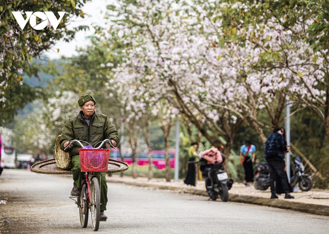 Hoa ban đua nở, mời gọi du khách đến với Điện Biên - Ảnh 13.