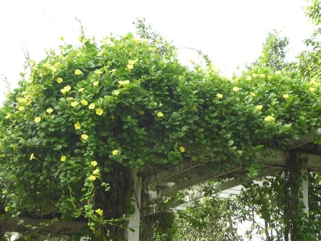9 loại cây cảnh dễ trồng thành giàn đẹp rực rỡ - Ảnh 6.