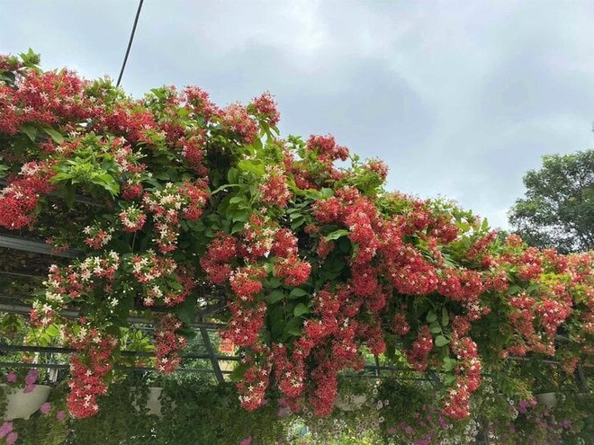 9 loại cây cảnh dễ trồng thành giàn đẹp rực rỡ - Ảnh 3.