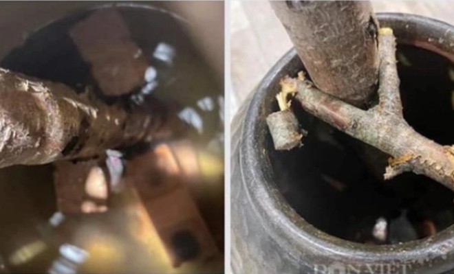 4 bước gi&uacute;p bạn cắm được đ&agrave;o d&aacute;ng huyền đẹp m&agrave; chắc để chưng Tết - Ảnh 2.