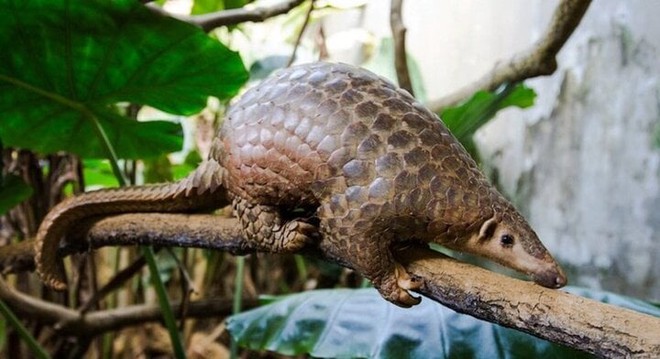 Ăn thịt th&uacute; rừng ng&agrave;y Tết để thể hiện &lsquo;đẳng cấp&rsquo;, nguy cơ rước bệnh v&agrave;o người - Ảnh 1.