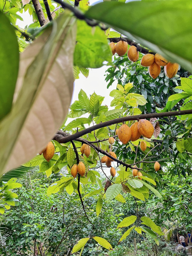 Rủ nhau đi du lịch Cần Thơ "gạo trắng nước trong" chỉ hơn 1 triệu⁄người mà lại có nhiều trải nghiệm mới và ảnh check-in đẹp - Ảnh 6.