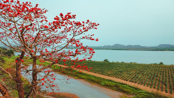 Tháng 3 hoa gạo nở đỏ một góc trời, đường làng trở thành điểm check in hút khách ở xứ Nghệ - Ảnh 2.