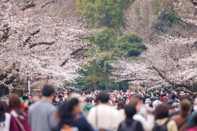 Lạm phát và hoa anh đào: Những tác động khiến việc ngắm quốc hoa của nước Nhật đang thay đổi, người dân tính nhẩm từng đồng - Ảnh 1.