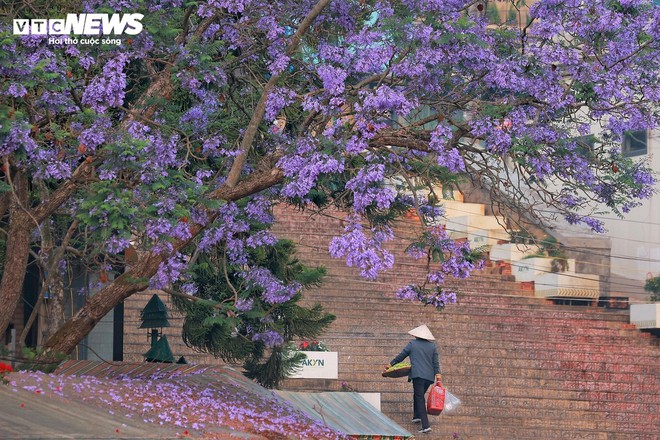 Phượng t&iacute;m khoe sắc khắp c&aacute;c nẻo đường, Đ&agrave; Lạt đẹp như tranh vẽ - Ảnh 10.