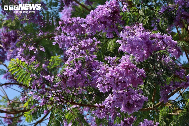 Phượng t&iacute;m khoe sắc khắp c&aacute;c nẻo đường, Đ&agrave; Lạt đẹp như tranh vẽ - Ảnh 7.