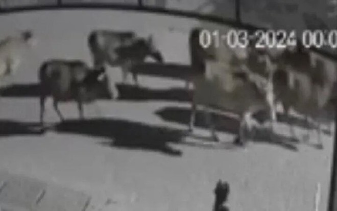 12 con bò bị kẻ lạ mặt lùa đi trong đêm ở TP Huế - Ảnh 2.