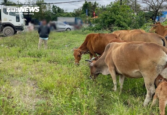 12 con bò bị kẻ lạ mặt lùa đi trong đêm ở TP Huế - Ảnh 1.