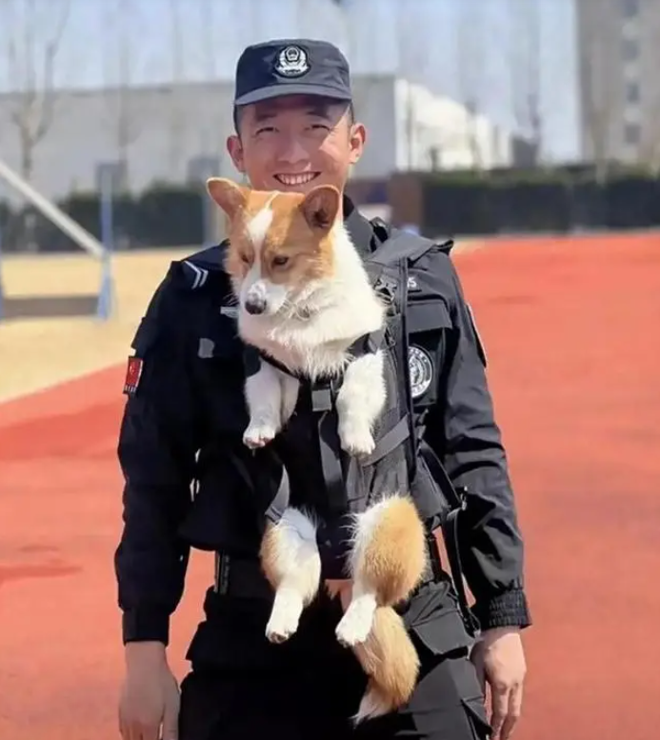 Chó Corgi cảnh sát đầu tiên ở Trung Quốc: Chân ngắn, ngây thơ nhưng điêu luyện - Ảnh 2.